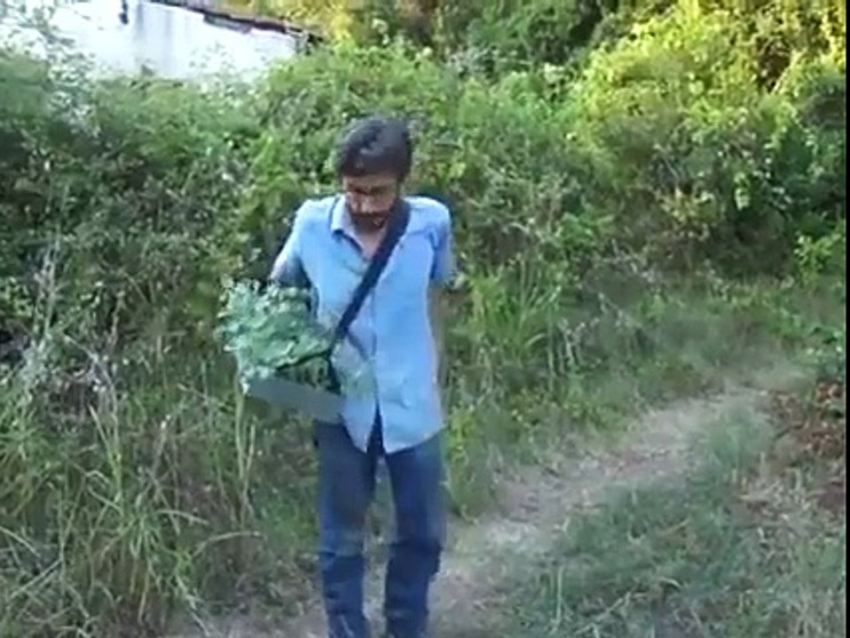How do cabbage