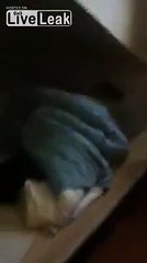 guy gets tased while sleeping