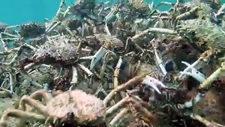 Thousands of Spider Crabs Create Moving Pyramid