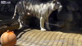 White tiger cub brothers rescue sibling fallen in a pool