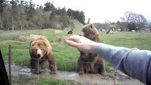 REALLY FUNNY! Waving Bears Compilation