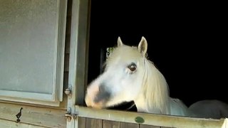Zoopharmacognosy: pony flehmen with garlic oil
