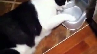 Кот смешно пьет воду   Funny cat drinking