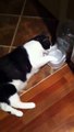 Кот смешно пьет воду   Funny cat drinking