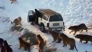 The Horrible Visuals of Lions Attacking Jeep