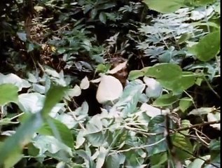 14 - Одиссея Жака Кусто -  Лагуна затонувших кораблей