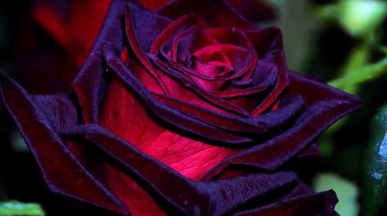 TOP 7 MOST BEAUTIFUL BLACK ROSES