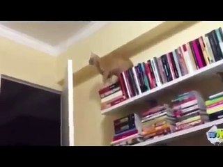 En Komik Şakalar 2013 Gülme Garantili