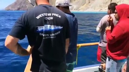 Catalina Island Yellowtail fishing