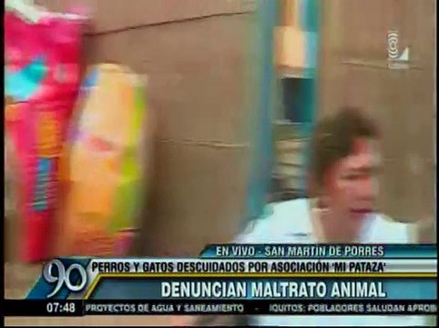 SMP: Perros y gatos vivían en pésimas condiciones en albergue de animales