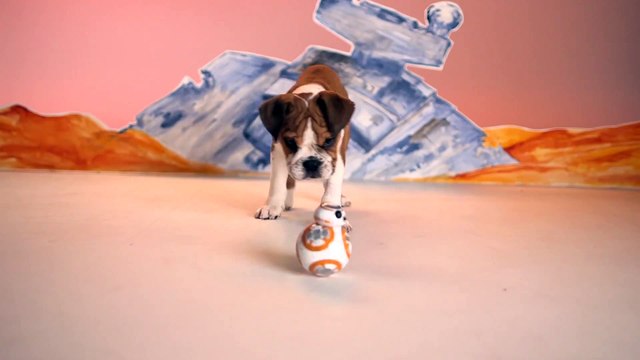 Puppies Test The New Star Wars BB-8 Droid Toy