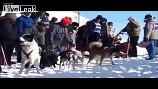 Sled-dog Just Wants To 
