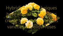 Top 10 Most Beautiful YELLOW ROSES