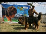 الكلب الماستيف التيبتي......tibetan mastiff
