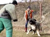 Kavkazský pastevecký pes - Caucasian ovcharka - Egon Něžný obr - První  Žižice 25.2.2012