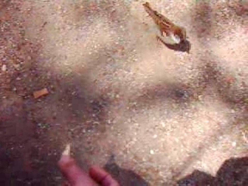 L'ami des oiseaux...