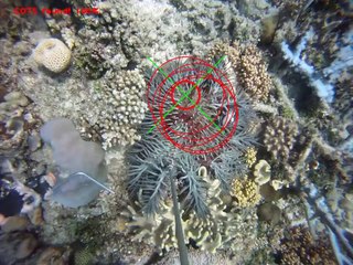 Un robot programmé pour reperer et détruire les étoiles de mer "Crown-Of-Thorns", dangereuses pour les coraux