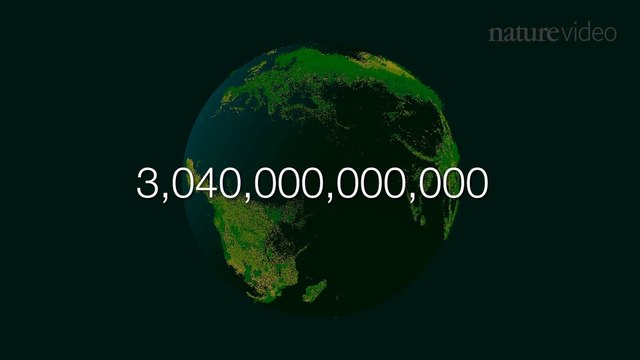 Combien y a-t-il d'arbres sur terre... Plus de 3000 milliards!