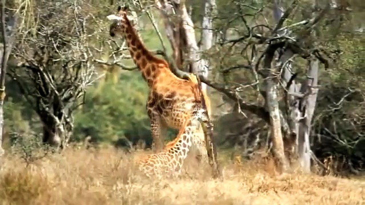 Africa