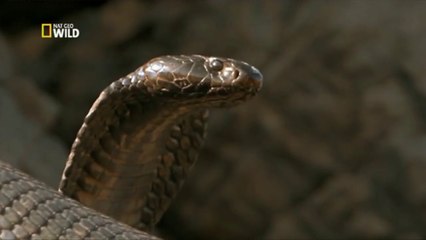 Ölümcül Yılanlar - Ölüm Makineleri