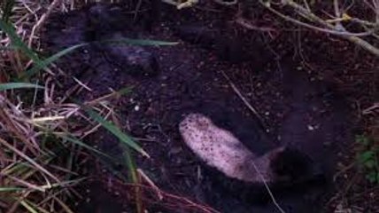 Sheep-stuck-in-Quicksand O!!!! GOD SHIFT no body save this sheep