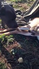 PITBULL HELPING INJURED DEER