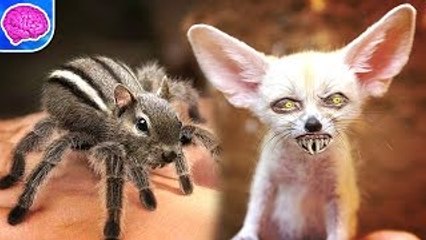 5 Cute Animals That Can Totally Kill You