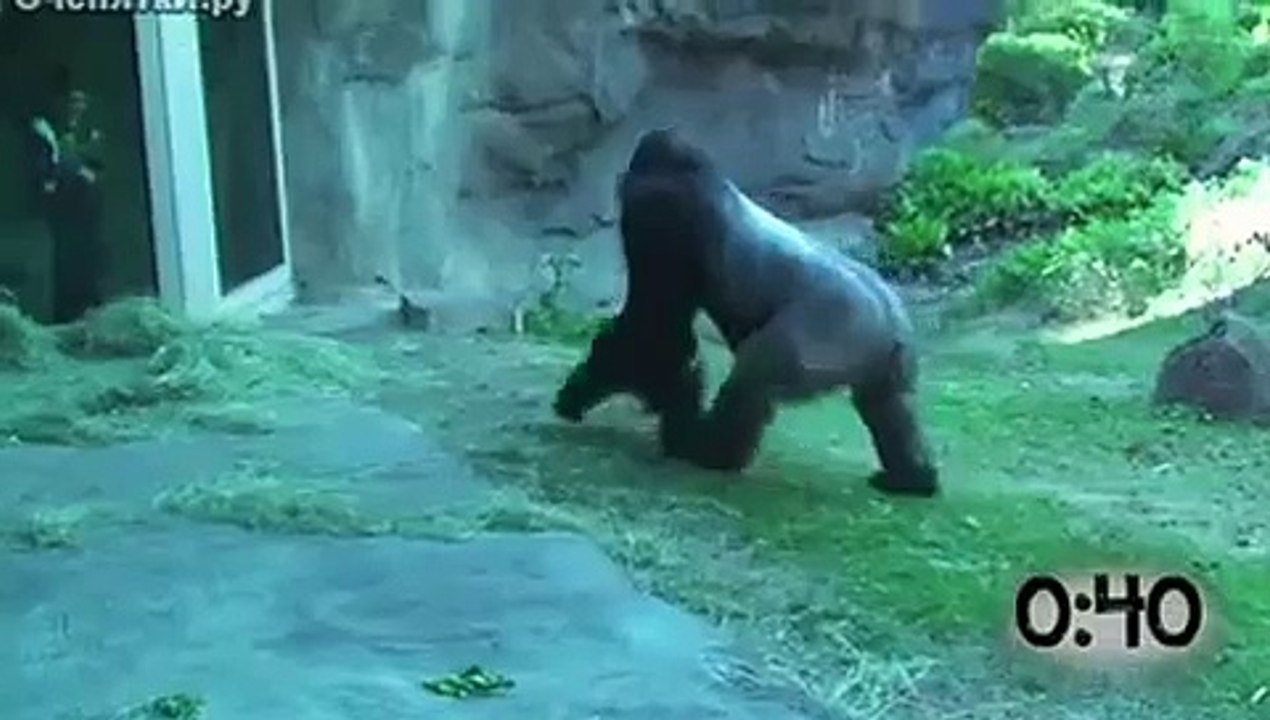 Animal love