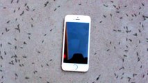 Ants Circling Phone  Mysterious video of ants circling an iPhone Ameisen umkreisen 7