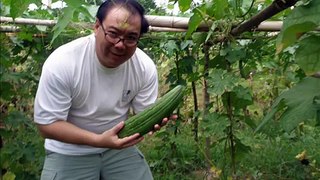 Vegetable farming at Barangay Pajo, Alimodian