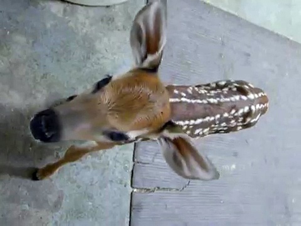 fawn crying