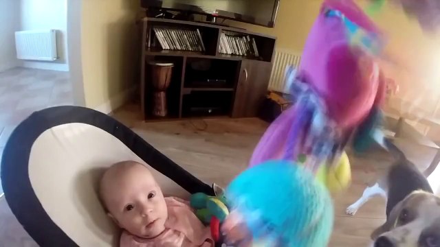 Прикол. Собака забрала у ребенка игрушку и просит прощение