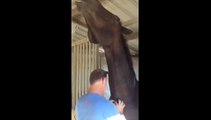 Funny horse loves scratches in his neck.... Hilarious moment