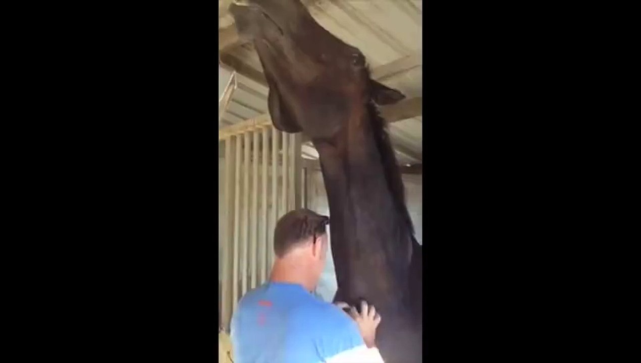 Funny horse loves scratches in his neck.... Hilarious moment