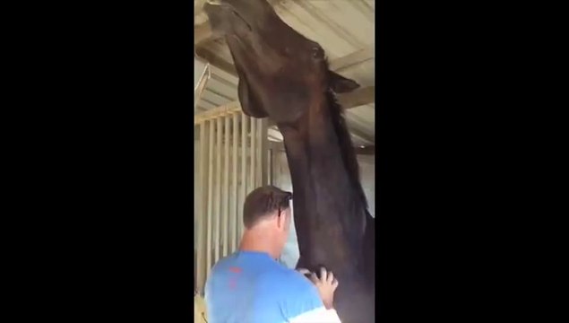 Funny horse loves scratches in his neck.... Hilarious moment