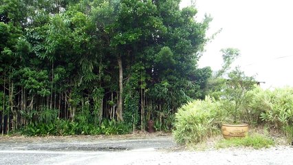 Dragonfly Time in Japan!