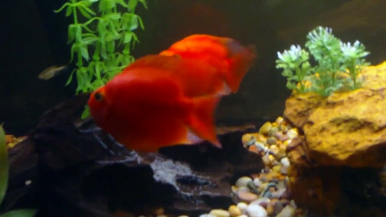 Blood Red Parrot Spawning