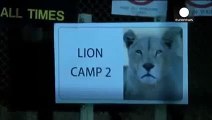 American tourist killed in lion attack at South Africa park 1