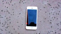 Réaction étonnante de fourmis face à un iPhone qui sonne...