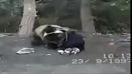 9 year old boy grapples with wild bear in Russia