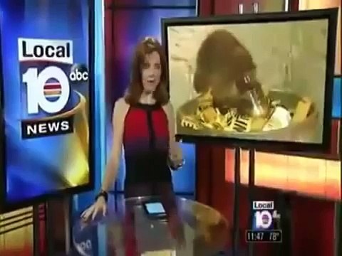 Peckish baby raccoon gets head stuck in jar and has to be rescued by firefighters