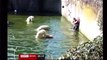 Woman attacked by Polar Bears at Berlin Zoo - Woman attacked by Polar Bears at Berlin Zoo - Polar