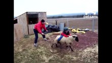 Bambino Cavalca Una Pecora Come Un Cavallo