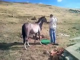 Amazing Miracle Horse Man Is Offering Prayer And Horse Too 2 Other Guys Are Watching This Scene