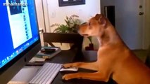 Best Funny Videos Of Animals Acting Like Humans Compilation (New) Watch It