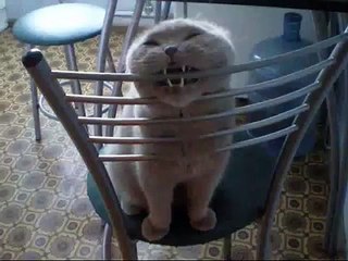 Cat Make A Fun With Chair Must Watch It.flv