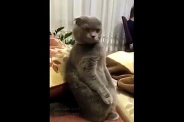 Funny LMAO Check This Out!.mp4