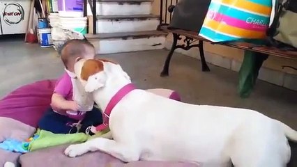 Mirror Funny And Cute Dogs Love Babies Compilation HD