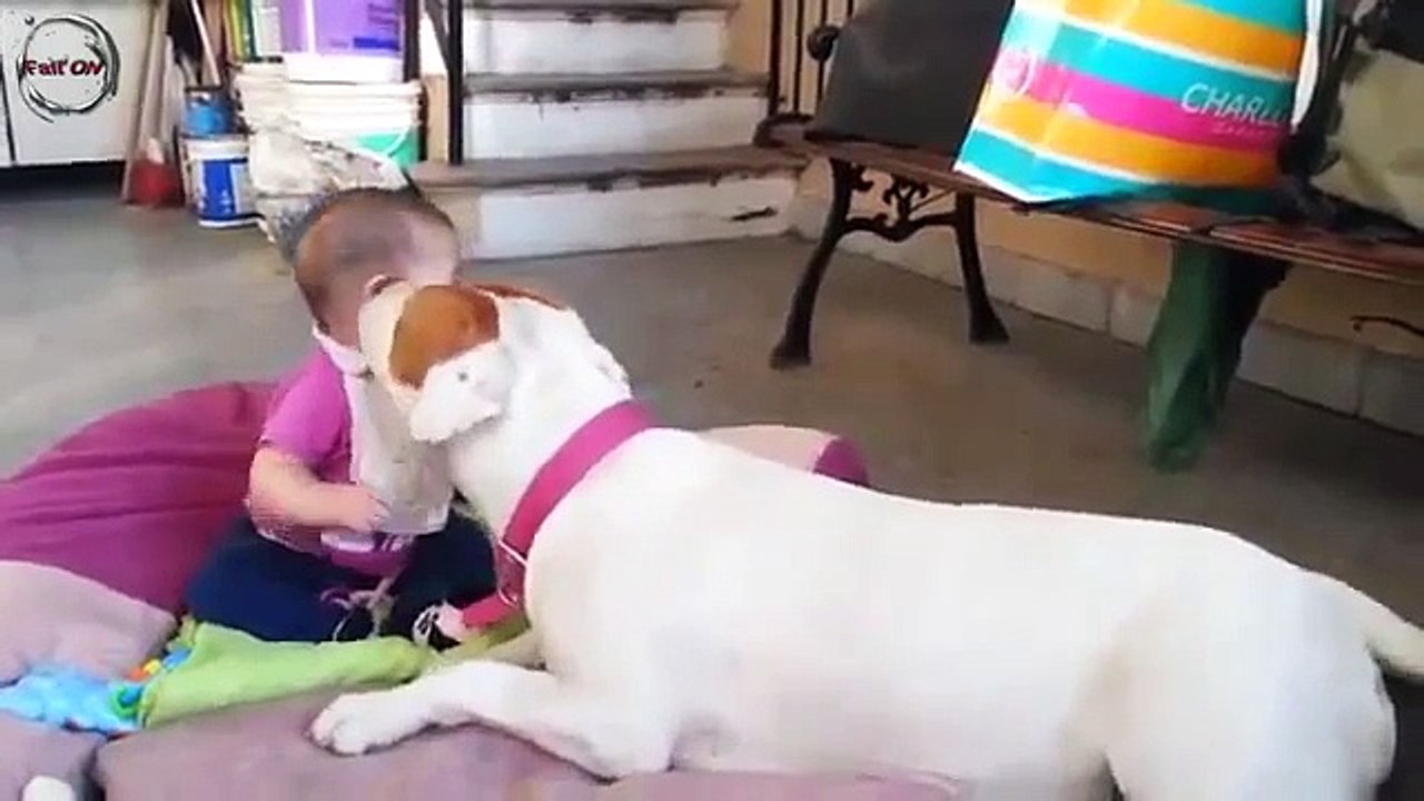 Mirror Funny And Cute Dogs Love Babies Compilation HD