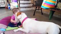 Mirror Funny And Cute Dogs Love Babies Compilation HD